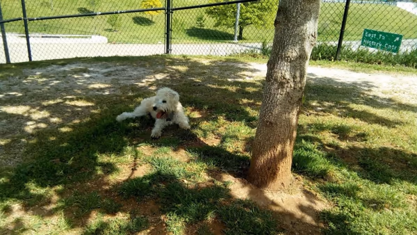 PetSafe Downtown Dog Park